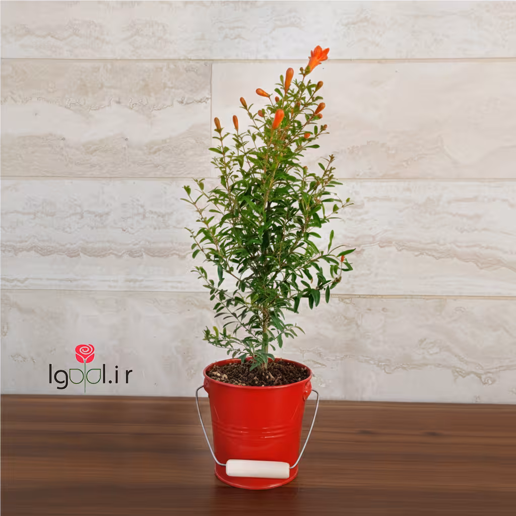 گیاه انار زینتی هدیه شب یلدا