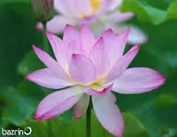 بذر گل لاله مردابی (نیلوفر آبی) برای کاشت در آب