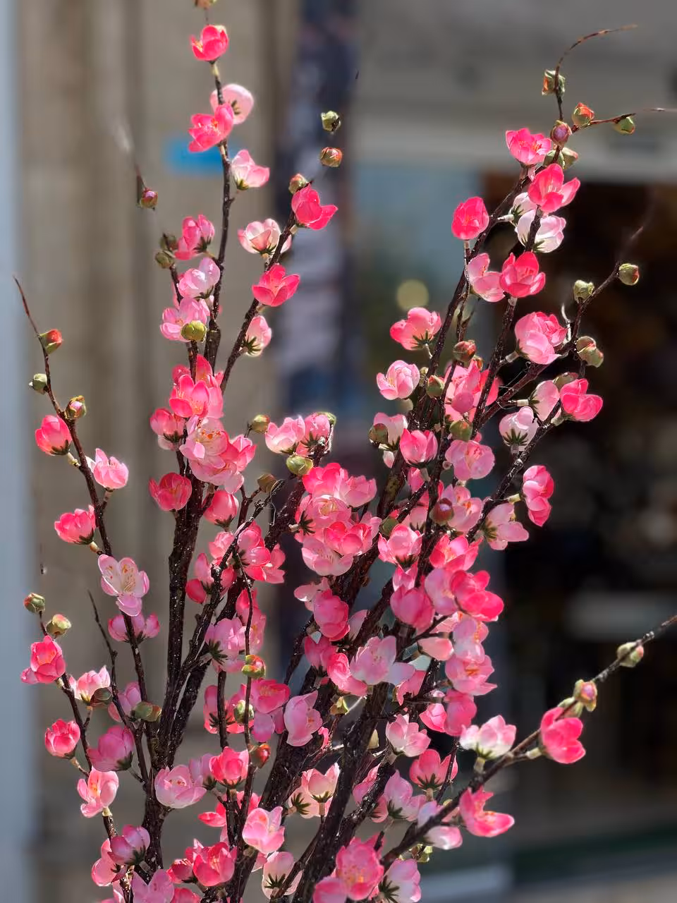 شکوفه ژاپنی گیلاس سرخابی وارداتی