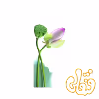 پازل رونزبرگر رز خوش نما Pretty Rose 15126