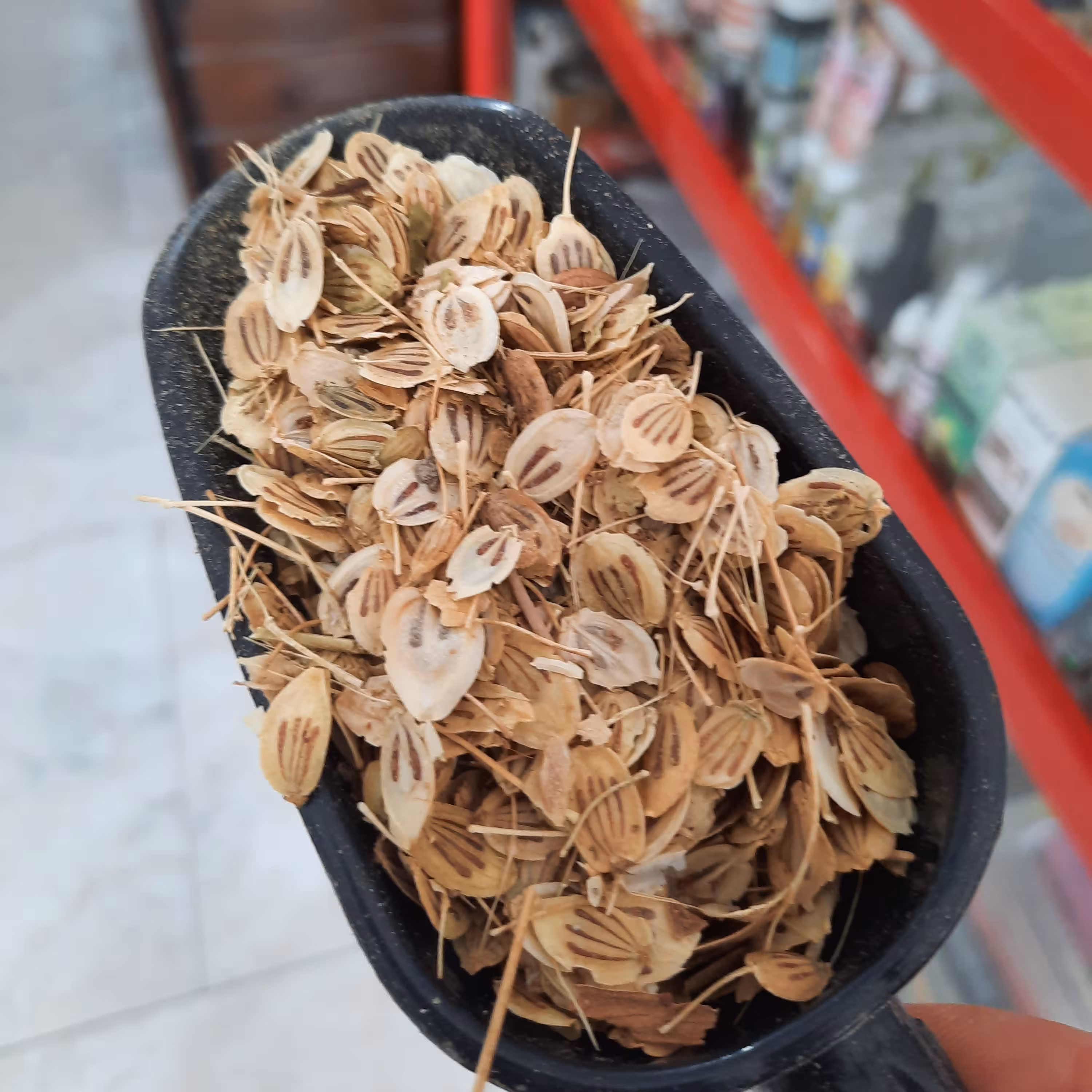گلپر زنجان