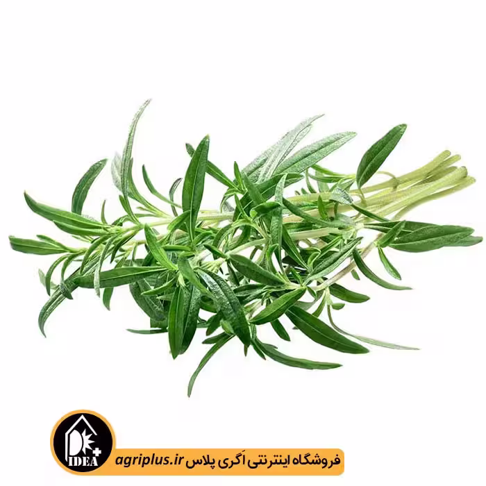 بذر مرزه بسته بندی خانگی