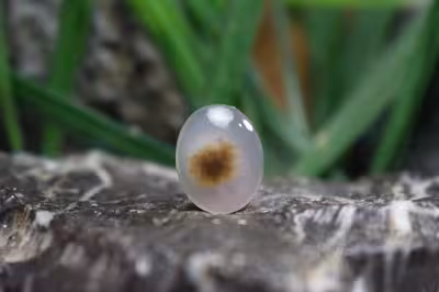 عقیق شجر برزیل