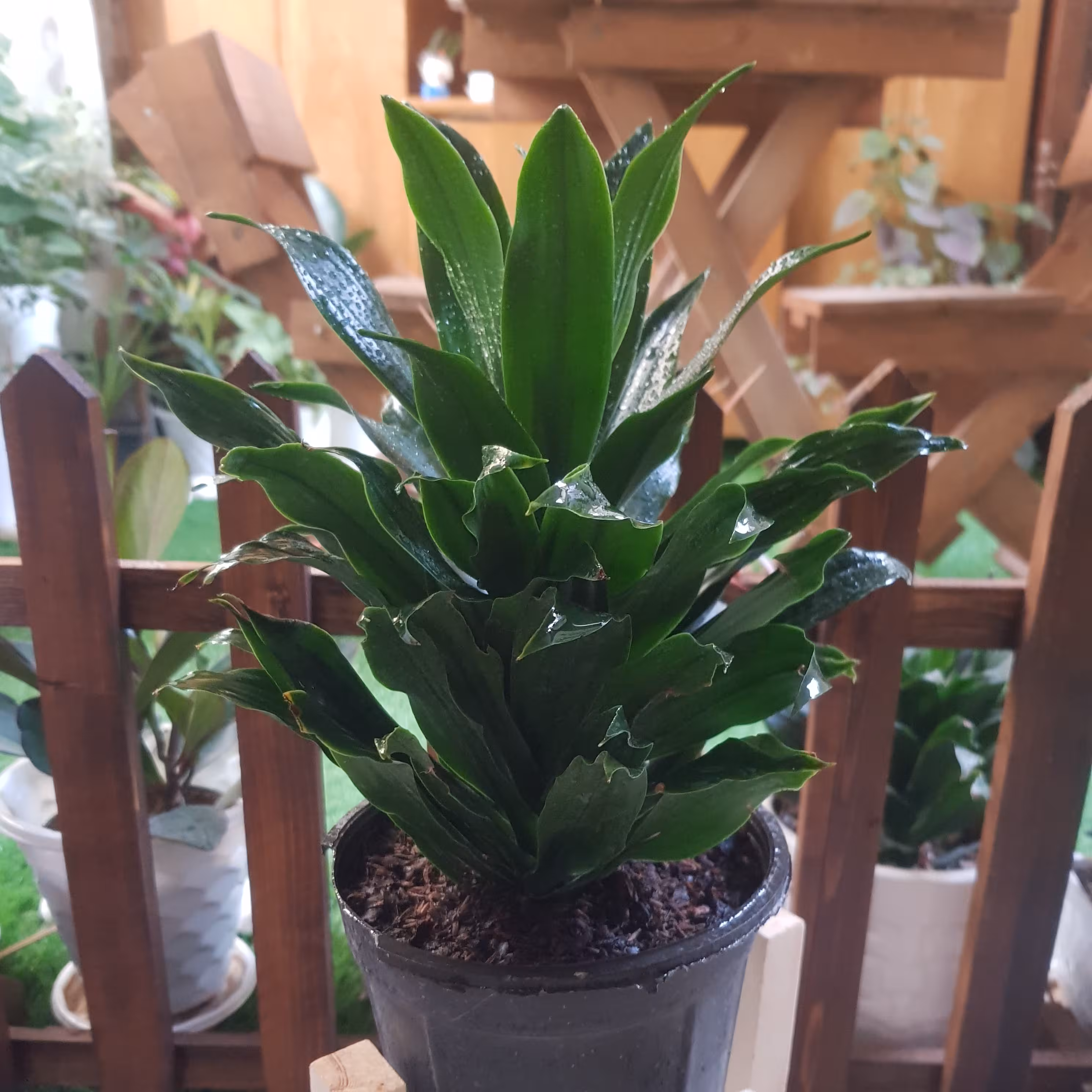 دراسنا کامپکت 