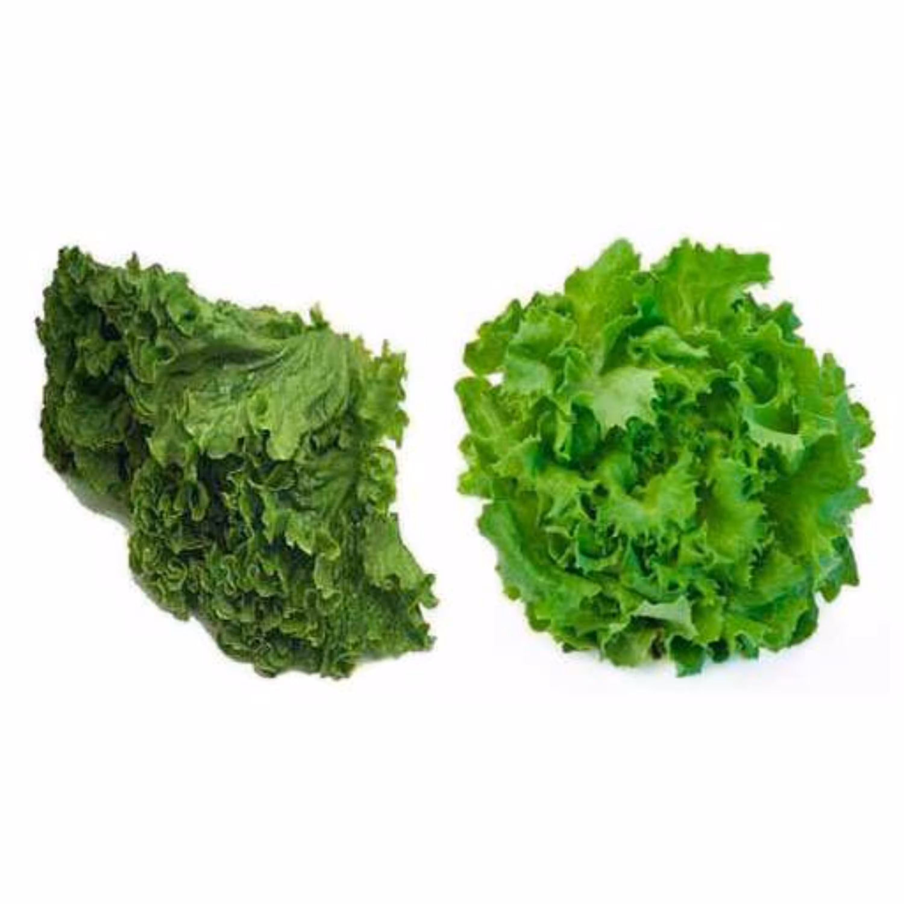 بذر کاهو باتاویا سبز 50 عددی