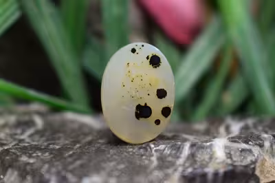 عقیق شجر برزیل