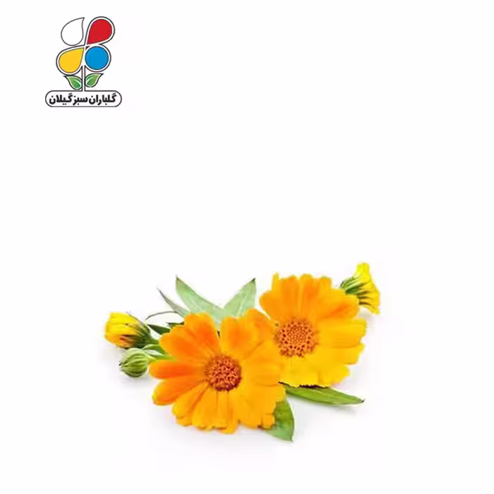 بذر گل همیشه بهار بسته بندی بزرگ