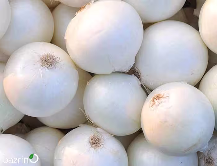 بذر پیاز سفید روز کوتاه