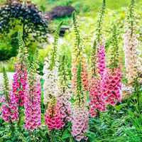 بذر گل انگشتانه الوان(Fox gloves)