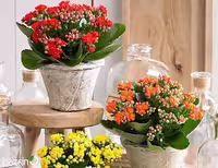بذر کالانکوئه دیرسفولیا