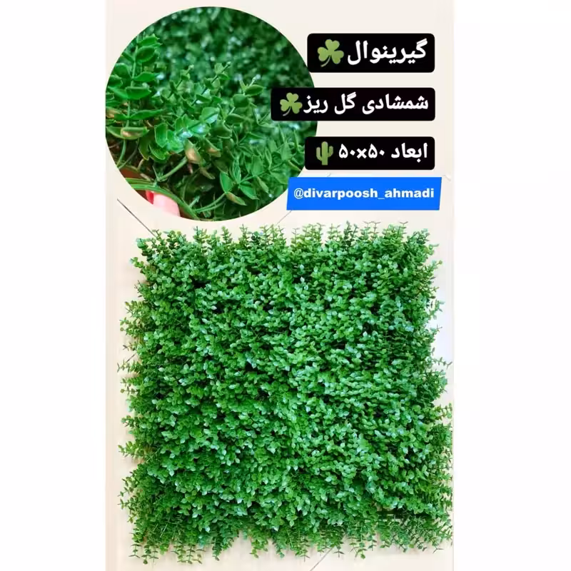 گرین وال (دیوار سبز) شمشاد گل ریز 50در50 cm (پس کرایه)