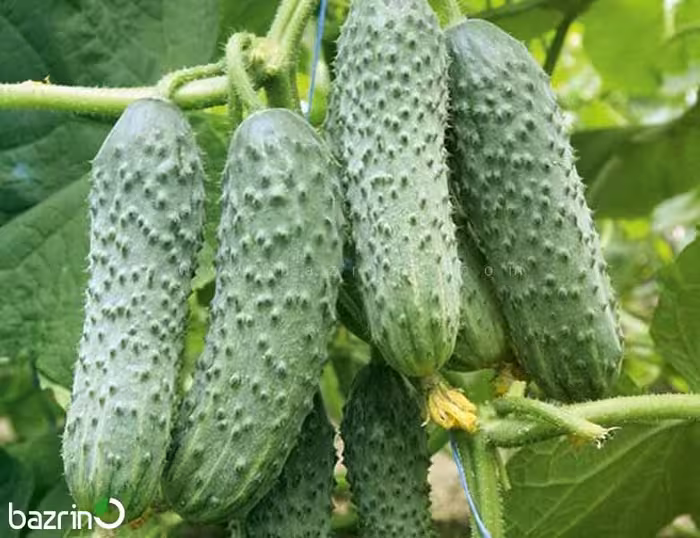 بذر خیار درختی خاردار