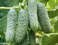بذر خیار درختی خاردار