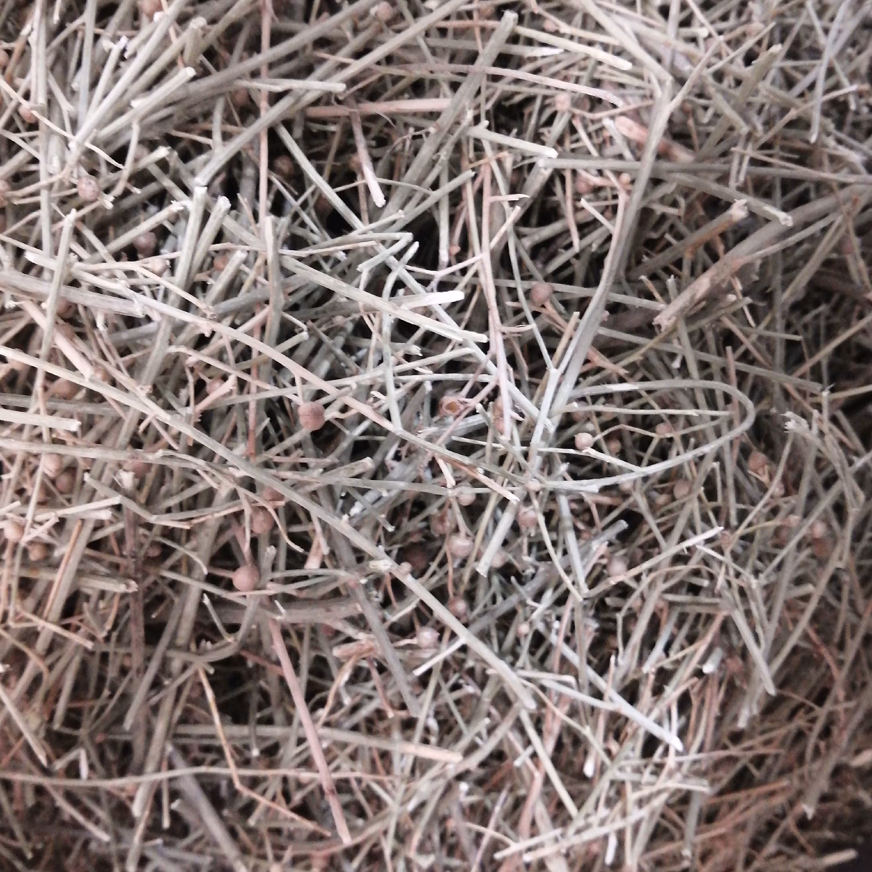 مخلصه یک سیر