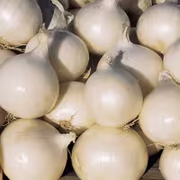 بذر پیاز سفید