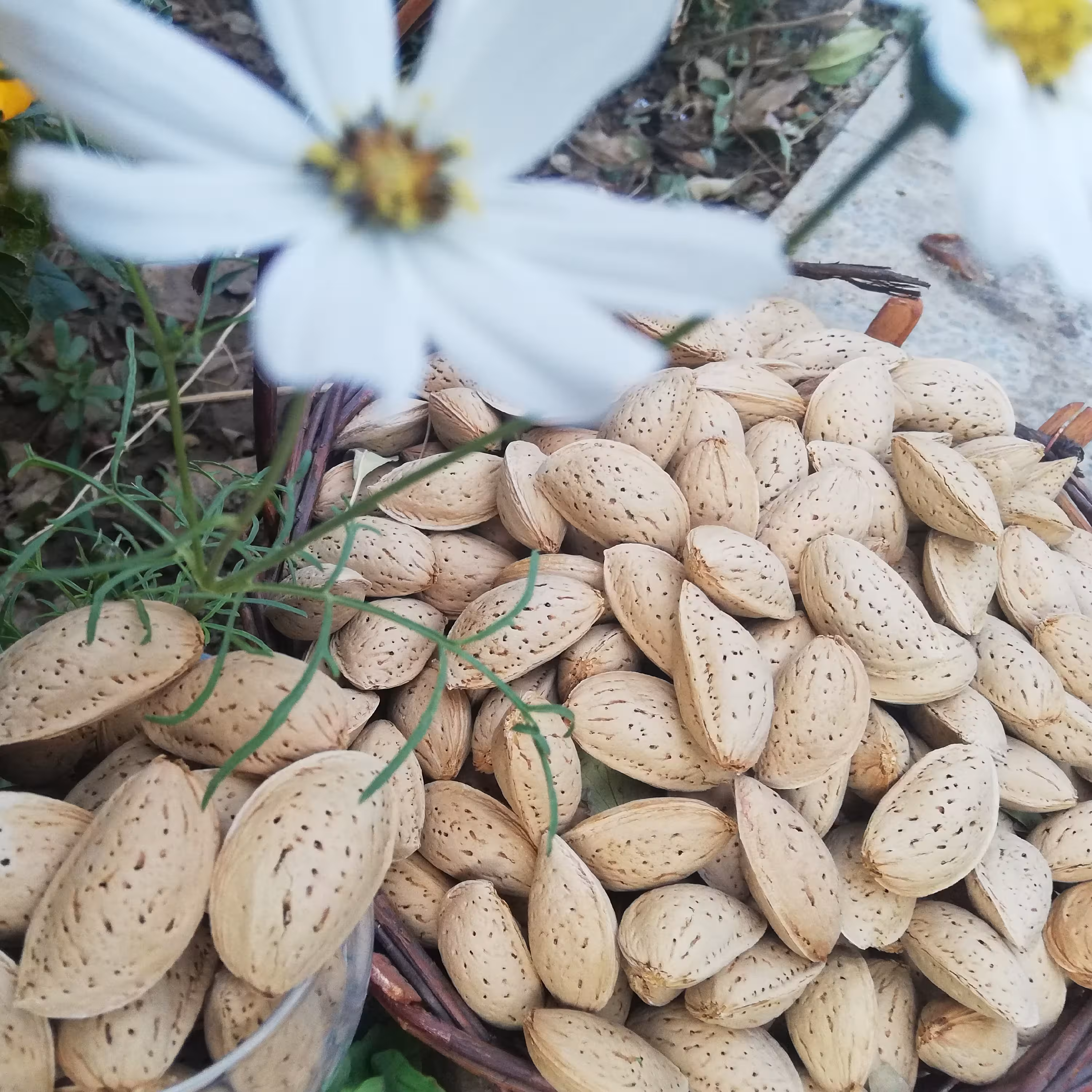 بادام تلخ مرغوب (2کیلویی)(ارسال رایگان)