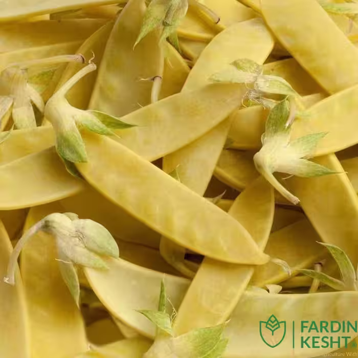 بذر نخود فرنگی طلایی Golden Sweet آمریکایی بسته 10 عددی