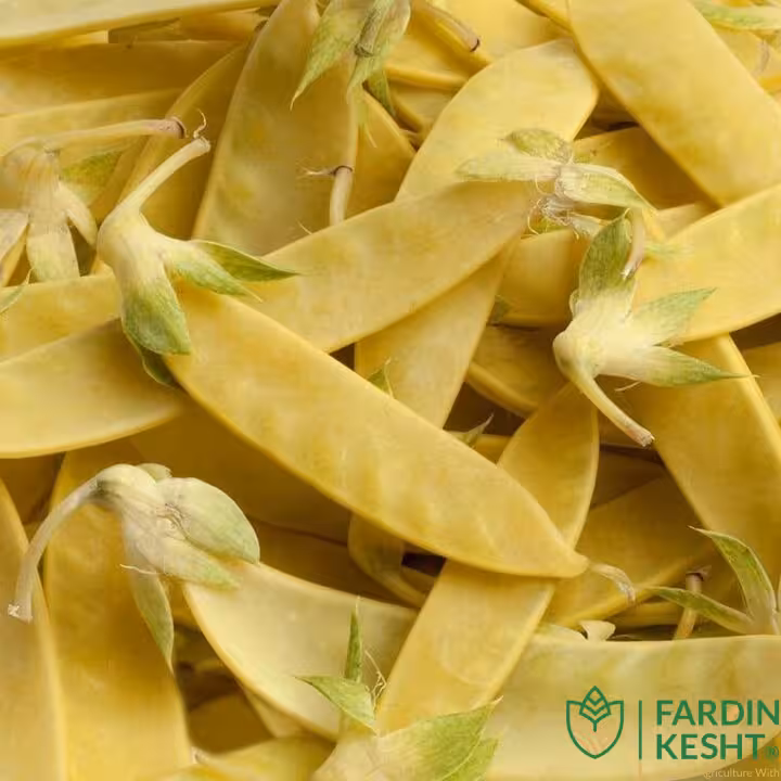 بذر نخود فرنگی طلایی Golden Sweet آمریکایی بسته 10 عددی