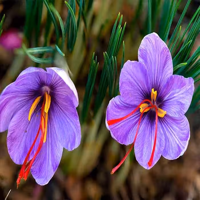 کشت خاکی زعفران