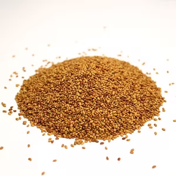 بذر یونجه بغدادی