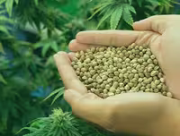 بذر شاهدانه سینا بذر الوند