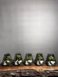 قیمت و خرید گیفیت شرکتی 5 عدد موساریوم طرح پله ی زندگی