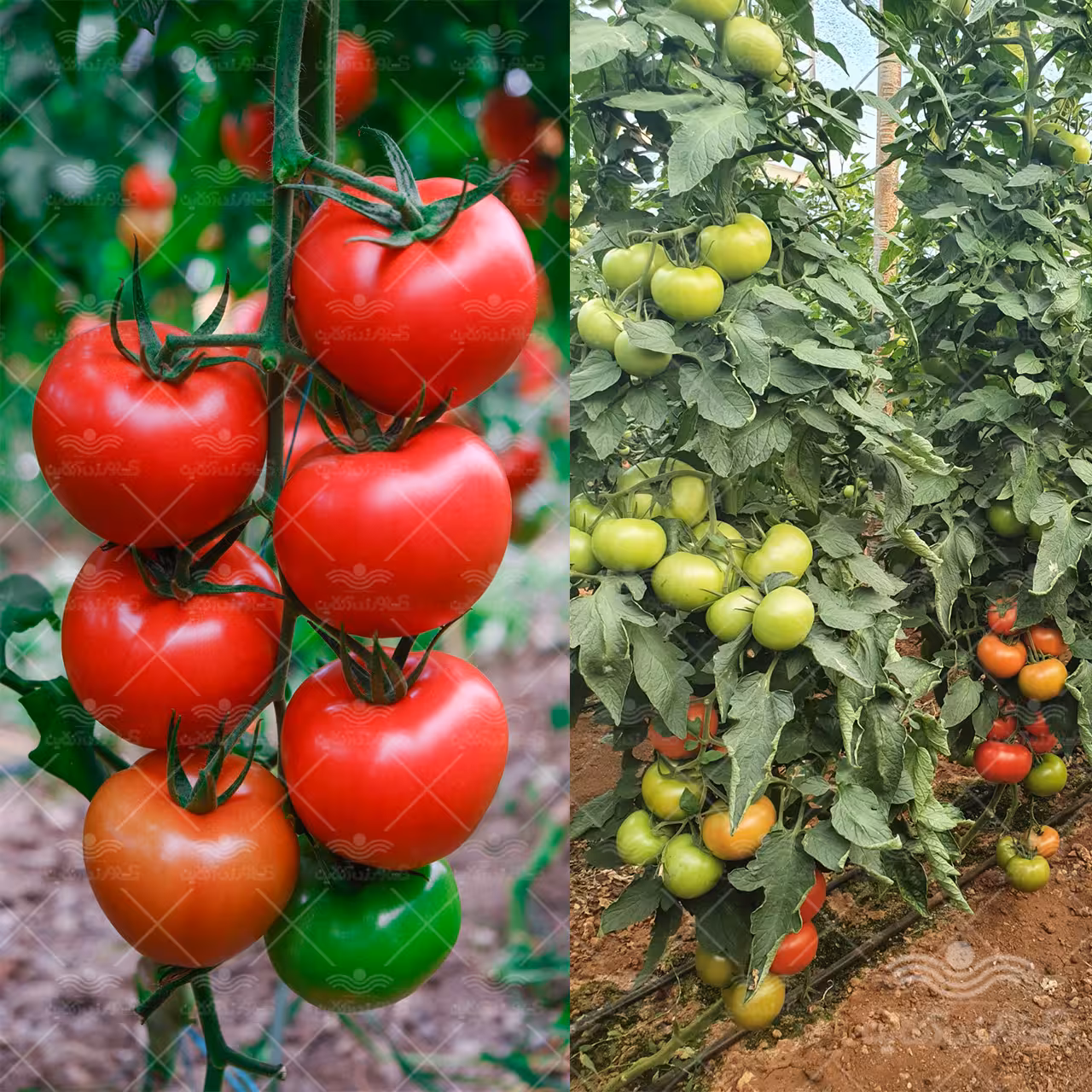 بذر گوجه فرنگی درختی و داربستی کوانتوم خانگی 10 عددی