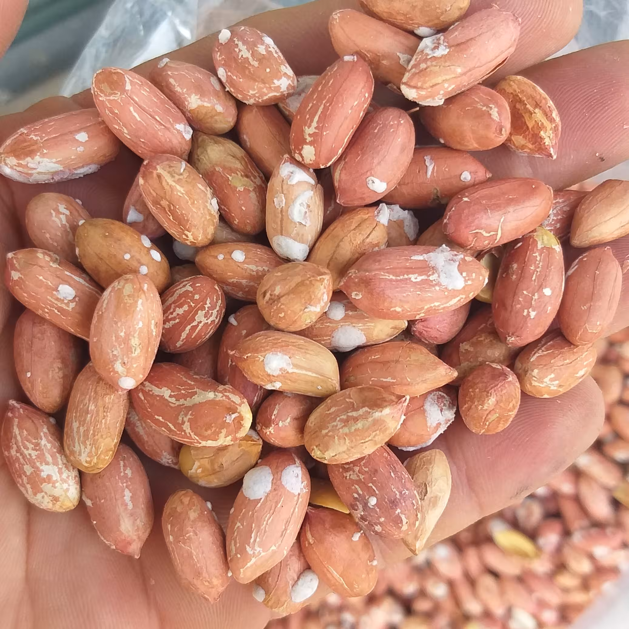 بادام زمینی سایزدرشت دو کیلو آستانه اشرفیه ارسال رایگان