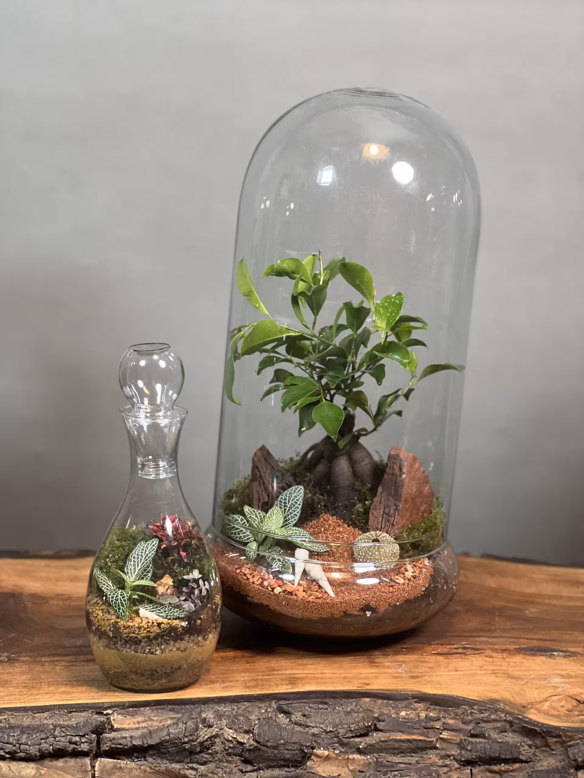 خرید تراریوم بنسای فیکوس طرح توتیا  تراریوم فرانسه ارسال فوری به تهران و سراسر ایران