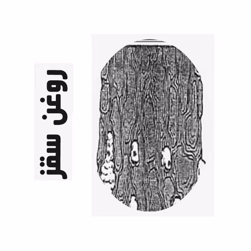 روغن ماساژ سقز