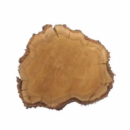 تنه درخت متوسط گرد