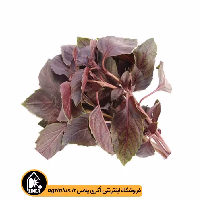 بذر ریحان بنفش