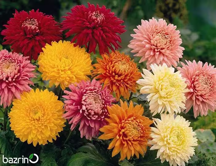بذر گل داوودی الوان