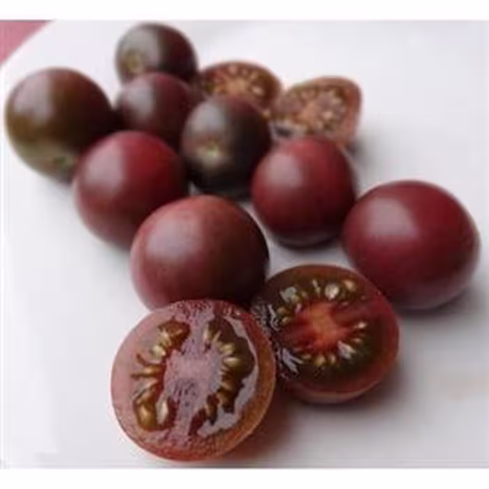 بذر گوجه چری شکلاتی