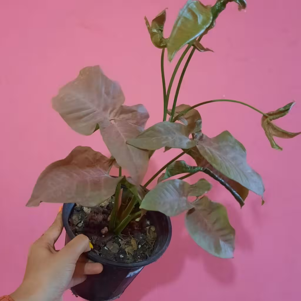 سنگینوم صورتی زیبا