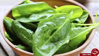 بذر چغندر برگی