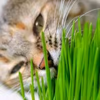 علف خوراکی گربه