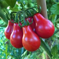 بذر گوجه گلابی قرمز درشت درختی
