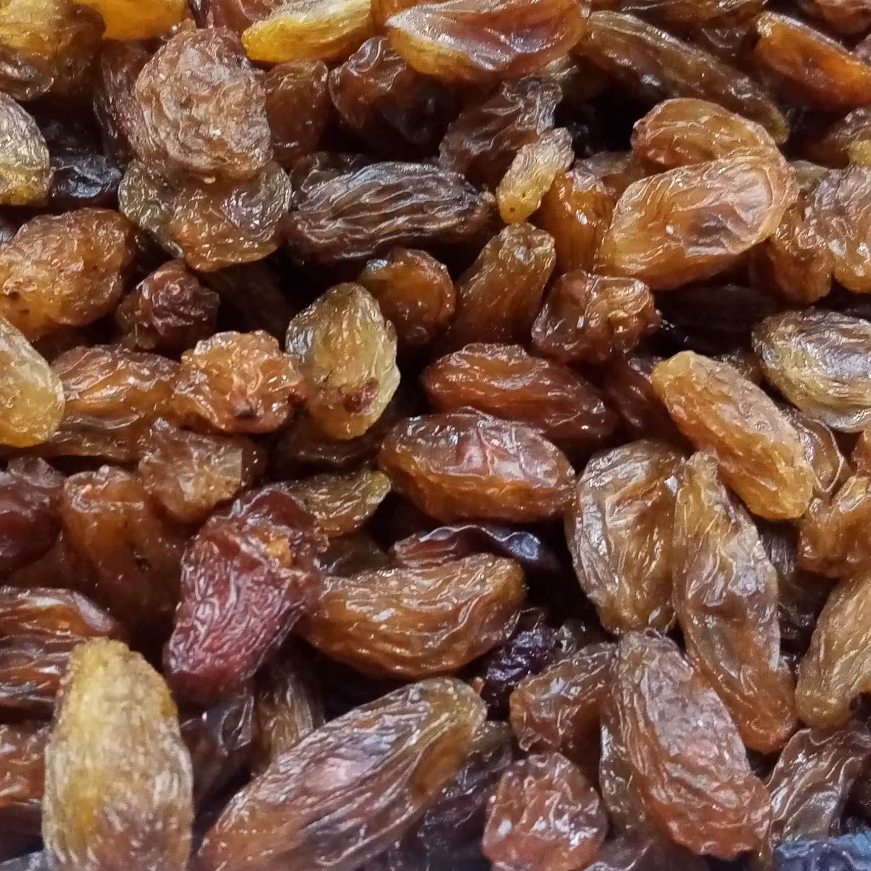 مویز محلی ترشیز بسیار خوش طعم در بسته های نیم کیلویی 