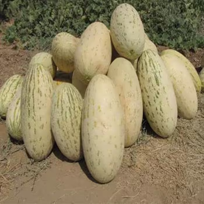 بذر خربزه درگزی (خربزه افغانی)