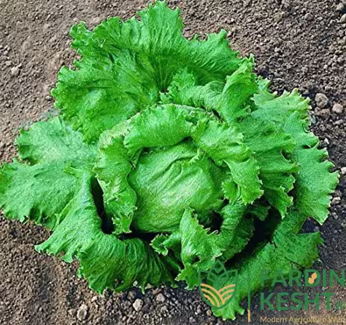 بذر کاهو سالادی دریاچه بزرگ بسته 200 عددی