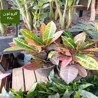 کروتون رنگی