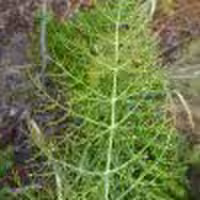 برگ رازیانه