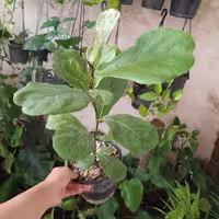 لیراتا سطل 4