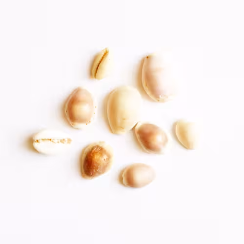 صدف طبیعی 20 عددی shell 3014