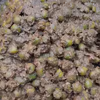 زیتون پرورده درجه یک