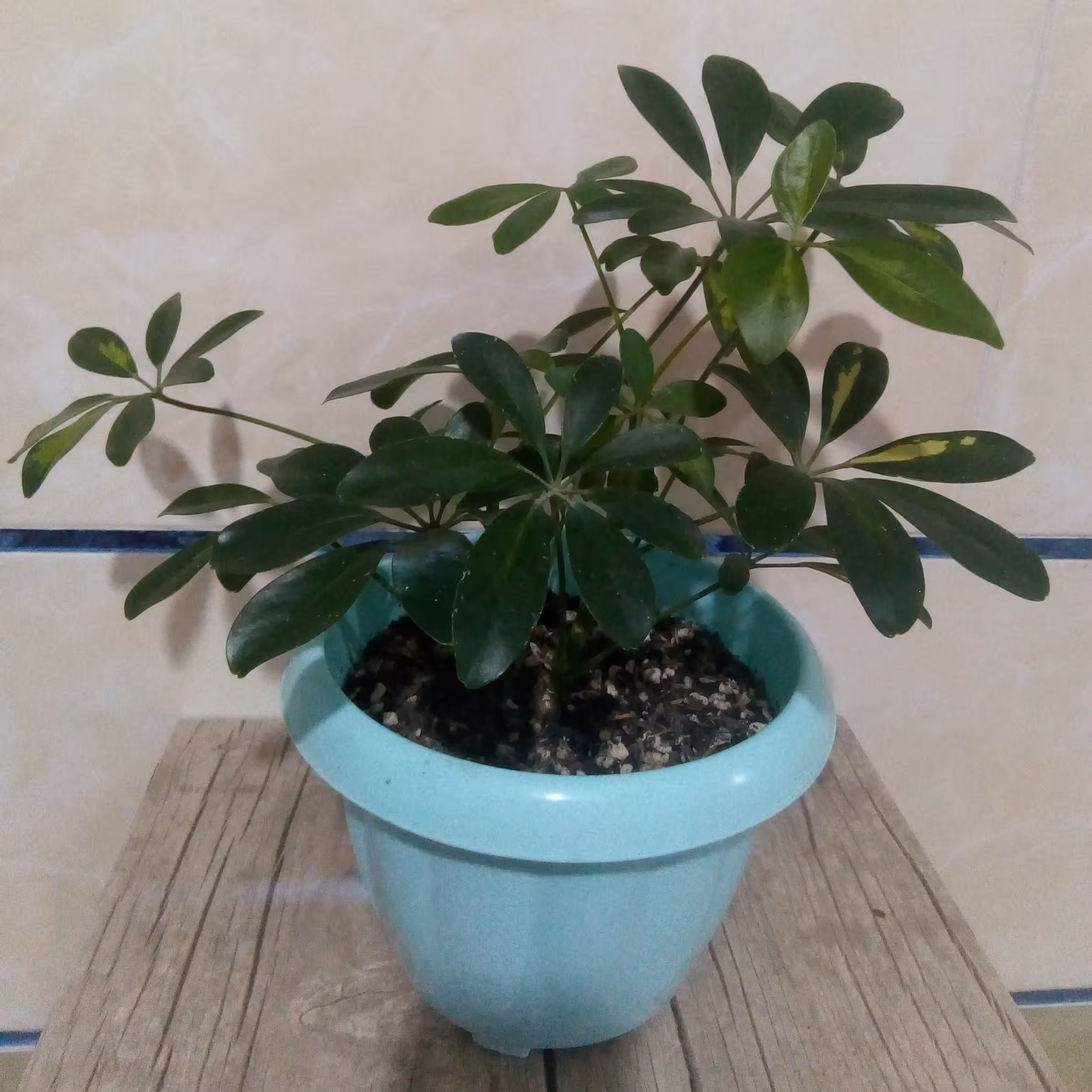 شفلرا (ارسال با باربری)