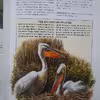 كتاب Bird Habitats and Conservation اثر David Chandler انتشارات Hamlyn