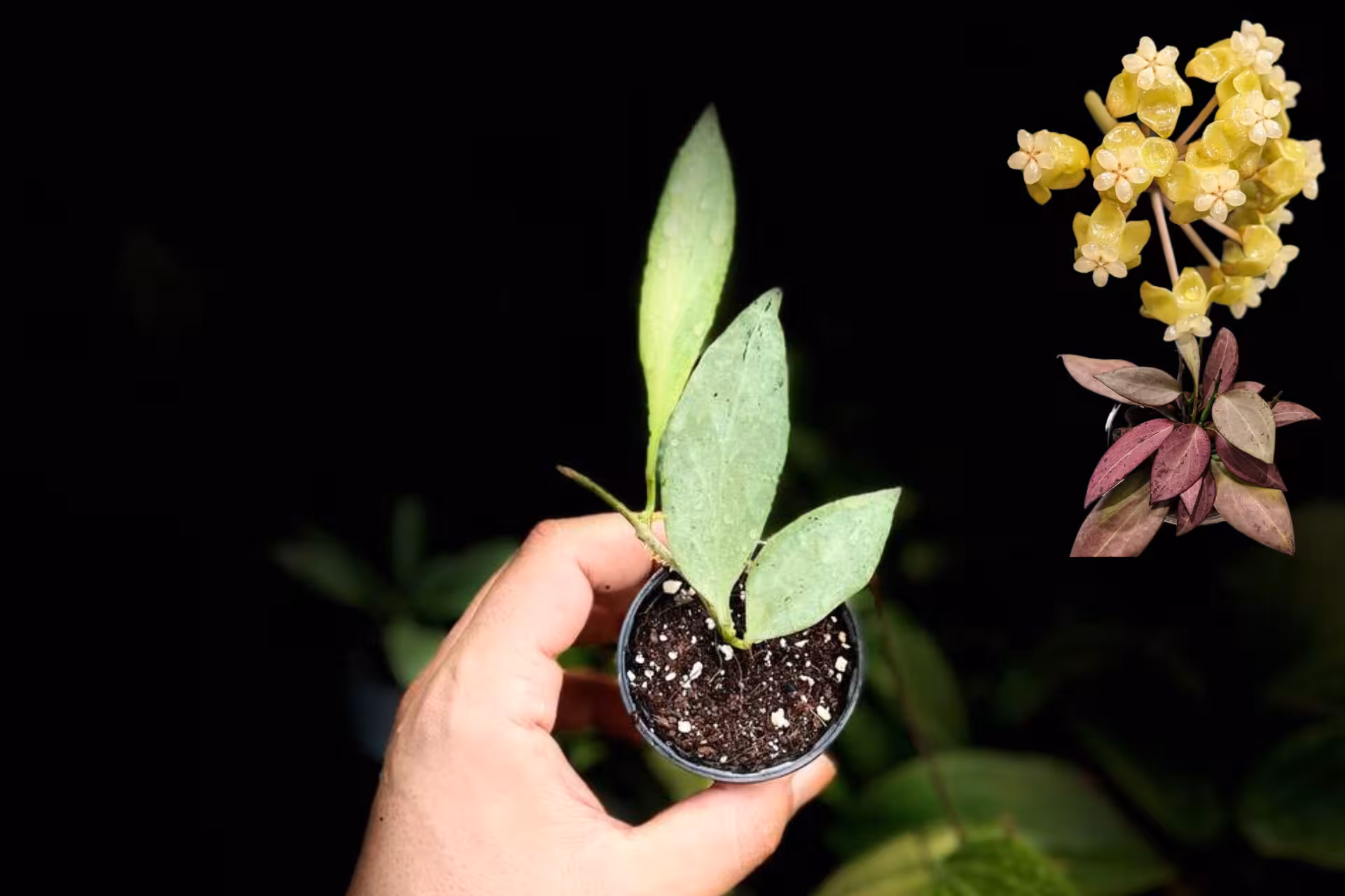 هویا نیوگینی گوست