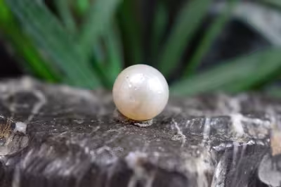 مروارید استرالیا